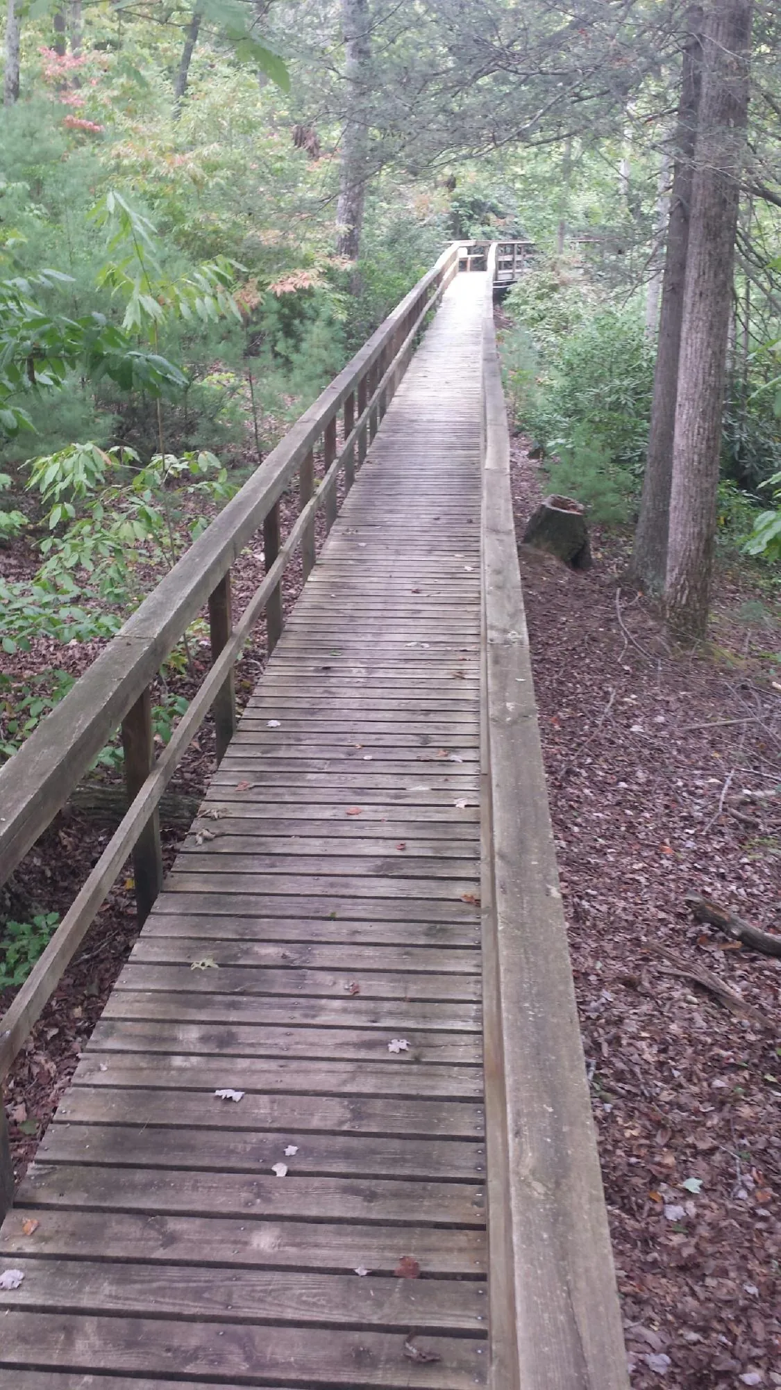 Long wood walkway with handrails built through the woods in Creola